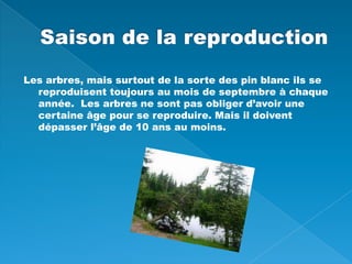 Saison de la reproductionLes arbres, mais surtout de la sorte des pin blanc ils se reproduisent toujours au mois de septembre à chaque année.  Les arbres ne sont pas obliger d’avoir une certaine âge pour se reproduire. Mais il doivent dépasser l’âge de 10 ans au moins.  