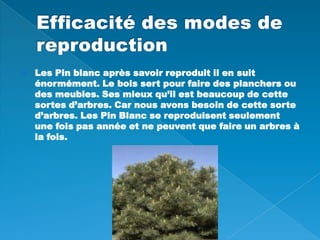 Efficacité des modes de reproduction Les Pin blanc après savoir reproduit il en suit énormément. Le bois sert pour faire des planchers ou des meubles. Ses mieux qu’il est beaucoup de cette sortes d’arbres. Car nous avons besoin de cette sorte d’arbres. Les Pin Blanc se reproduisent seulement une fois pas année et ne peuvent que faire un arbres à la fois. 