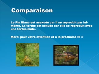 ComparaisonLe Pin Blanc est asexuée car il se reproduit par lui-même. La tortue est sexuée car elle se reproduit avec une tortue mâle. 