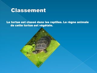 Classement La tortue est classé dans les reptiles. Le règne animale de cette tortue est végétale.  