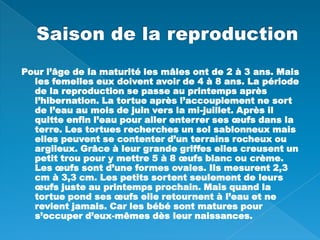 Saison de la reproductionPour l’âge de la maturité les mâles ont de 2 à 3 ans. Mais les femelles eux doivent avoir de 4 à 8 ans. La période de la reproduction se passe au printemps après l’hibernation. La tortue après l’accouplement ne sort de l’eau au mois de juin vers la mi-juillet. Après il quitte enfin l’eau pour aller enterrer ses œufs dans la terre. Les tortues recherches un sol sablonneux mais elles peuvent se contenter d’un terrains rocheux ou argileux. Grâce à leur grande griffes elles creusent un petit trou pour y mettre 5 à 8 œufs blanc ou crème. Les œufs sont d’une formes ovales. Ils mesurent 2,3 cm à 3,3 cm. Les petits sortent seulement de leurs œufs juste au printemps prochain. Mais quand la tortue pond ses œufs elle retournent à l’eau et ne revient jamais. Car les bébé sont matures pour s’occuper d’eux-mêmes dès leur naissances.      