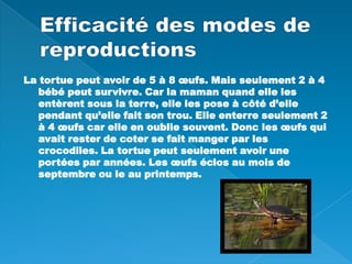 Efficacité des modes de reproductionsLa tortue peut avoir de 5 à 8 œufs. Mais seulement 2 à 4 bébé peut survivre. Car la maman quand elle les entèrent sous la terre, elle les pose à côté d’elle pendant qu’elle fait son trou. Elle enterre seulement 2 à 4 œufs car elle en oublie souvent. Donc les œufs qui avait rester de coter se fait manger par les crocodiles. La tortue peut seulement avoir une portées par années. Les œufs éclos au mois de septembre ou le au printemps.  