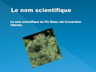 Le nom scientifiqueLe nom scientifique du Pin Blanc est Cronartium ribicola.  