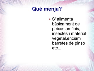 Què menja?
● S' alimenta
bàsicament de
peixos,amfibis,
insectes i material
vegetal,enciam
barretes de pinso
etc...
 