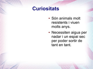 Curiositats
● Són animals molt
resistents i viuen
molts anys.
● Necessiten aigua per
nadar i un espai sec
per poder sortir de
tant en tant.
 