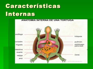Características Internas 