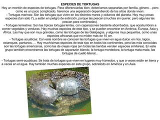 ESPECIES DE TORTUGAS Hay un montón de especies de tortugas. Para diferenciarlas bien, deberíamos separarlas por familia, género... pero como es un poco complicado, haremos una separación dependiendo de los sitios donde vivan: - Tortugas marinas: Son las tortugas que viven en los distintos mares y océanos del planeta. Hay muy pocas especies (tan solo 7), y están en peligro de extinción, porque las pescan (muchas sin querer, pero algunas las pescan para comérselas). - Tortugas terrestres: Son las típicas tortugas lentas, con caparazones bastante abombados, que acostumbran a comer vegetales y verduras. Hay muchas especies de este tipo, y se pueden encontrar en América, Europa, Asia y África. Las hay que son muy grandes, como las tortugas de las Galápagos, y algunas muy pequeñas, como unas especies africanas que no miden más de 10 cm. - Tortugas acuáticas: Con este nombre se conocen las tortugas que viven en agua dulce: en ríos, lagos, estanques, pantanos, ... Hay muchísimas especies de este tipo en todos los continentes, pero las más conocidas son las tortugas americanas, como las de orejas rojas (en todas las tiendas venden especies similares). En este grupo también encontramos las tortugas de caparazón blando, la tortuga mordedora, la tortuga mata-mata, las tortugas de cuello lateral... - Tortugas semi-acuáticas: Se trata de tortugas que viven en lugares muy húmedos, y que a veces están en tierra y a veces en el agua. Hay también muchas especies en este grupo, sobretodo en América y en Asia. 