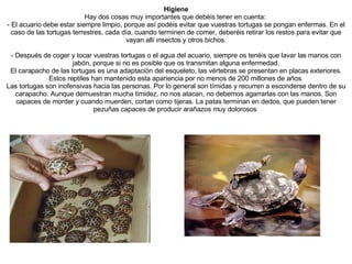 Higiene Hay dos cosas muy importantes que debéis tener en cuenta:  - El acuario debe estar siempre limpio, porque así podéis evitar que vuestras tortugas se pongan enfermas. En el caso de las tortugas terrestres, cada día, cuando terminen de comer, deberéis retirar los restos para evitar que vayan allí insectos y otros bichos. - Después de coger y tocar vuestras tortugas o el agua del acuario, siempre os tenéis que lavar las manos con jabón, porque si no es posible que os transmitan alguna enfermedad. El carapacho de las tortugas es una adaptación del esqueleto, las vértebras se presentan en placas exteriores. Estos reptiles han mantenido esta apariencia por no menos de 200 millones de años. Las tortugas son inofensivas hacia las personas. Por lo general son tímidas y recurren a esconderse dentro de su carapacho. Aunque demuestran mucha timidez, no nos atacan, no debemos agarrarlas con las manos. Son capaces de morder y cuando muerden, cortan como tijeras. La patas terminan en dedos, que pueden tener pezuñas capaces de producir arañazos muy dolorosos  