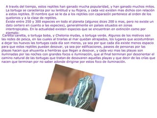 Caretta caretta, o tortuga boba, y Chelonia mydas, o tortuga verde. Algunos de los motivos son las redes de pesca, en las cuales al tirarlas al mar quedan atrapados, los lugares que acostumbran a dejar los huevos las tortugas cada día son menos, ya sea por que cada día existe menos espacio para que estos reptiles puedan desovar, ya sea por edificaciones, paseos de personas por las playas hacen que ahuyenta a hembras que llegan a desovar, y cada vez mas las playas son iluminadas por las noches con grandes focos e iluminación, que al final terminan por desorientar el camino natural de las tortugas que tratan   de desovaren aquellas playas y que decir de las crías que nacen que terminan por no saber adonde dirigirse por estos foco de iluminación.  A través del tiempo, estos reptiles han ganado mucha popularidad, y han ganado muchos mitos. La tortuga se caracteriza por su lentitud y su flojera, y cada vez existen mas dichos con relación a estos reptiles. El nombre que se le da a los reptiles con caparazón pertenece al orden de los quelonios y a la clase de reptiles.  Existe entre 250 y 300 especies en todo el planeta (algunos dices 200 o mas, pero no existe un dato certero en cuanto a las especies), generalmente en países situados en zonas intertropicales. En la actualidad existen especies que se encuentran en extinción como por ejemplo:  