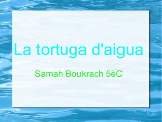 La tortuga d'aigua
Samah Boukrach 5èC
 