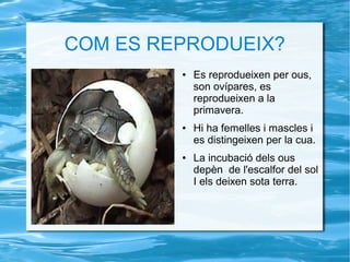 COM ES REPRODUEIX?
● Es reprodueixen per ous,
son ovípares, es
reprodueixen a la
primavera.
● Hi ha femelles i mascles i
es distingeixen per la cua.
● La incubació dels ous
depèn de l'escalfor del sol
I els deixen sota terra.
 