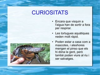 CURIOSITATS
● Encara que visquin a
l'aigua han de sortir a fora
per respirar.
● Les tortugues aquàtiques
neden molt ràpid.
● Poden estar a casa com a
mascotes, i aleshores
mengen el pinso que els
hi dóna la gent, però
també poden viure al riu i
ser salvatges.
 