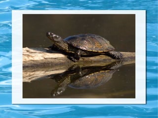 Tortuga d'aigua dolça