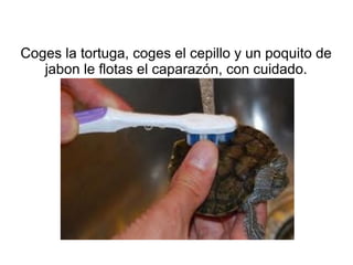Coges la tortuga, coges el cepillo y un poquito de
jabon le flotas el caparazón, con cuidado.
 