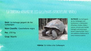 LA TORTUGA GEGANT DE LES GALÁPAGOS (GEOCHELONE NIGRA)
Nom: La tortuga gegant de les
Galápagos
Nom Científic: Geochelone nigra
Pes: 250 kg
Grup: Rèptils
Hàbitat: Es troba a les Galàpagos
NUTRICIÓ: Les tortugues
de les Galápagos són
herbívores i s'alimenten
d'herbes, fruites, fulles i
cactus, encara que també
mengen carronya quan
tenen l'oportunitat i fins i
tot cadàvers d'altres de la
seva mateixa espècie
 