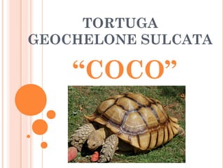 TORTUGA
GEOCHELONE SULCATA
“COCO”
 