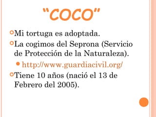 “COCO”
Mi tortuga es adoptada.
La cogimos del Seprona (Servicio
de Protección de la Naturaleza).
http://www.guardiacivi...