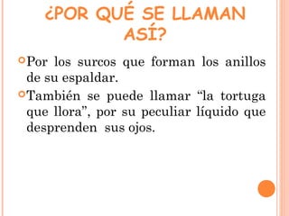 ¿POR QUÉ SE LLAMAN
ASÍ?
Por los surcos que forman los anillos
de su espaldar.
También se puede llamar “la tortuga
que ll...