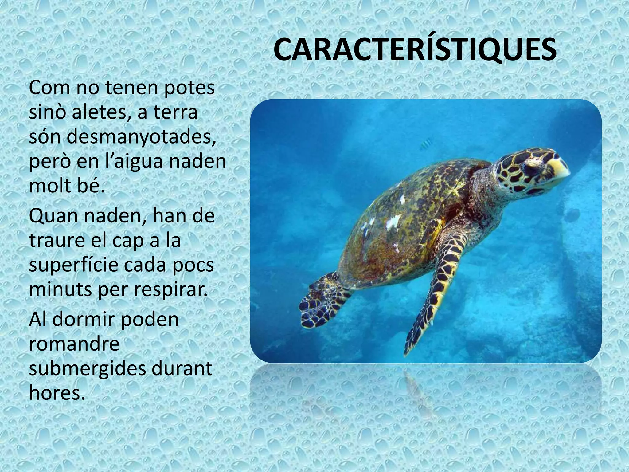CARACTERÍSTIQUES
Com no tenen potes
sinò aletes, a terra
són desmanyotades,
però en l’aigua naden
molt bé.
Quan naden, han de
traure el cap a la
superfície cada pocs
minuts per respirar.
Al dormir poden
romandre
submergides durant
hores.
 
