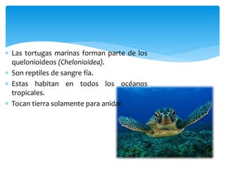  Las tortugas marinas forman parte de los
quelonioideos (Chelonioidea).
 Son reptiles de sangre fía.
 Estas habitan en todos los océanos
tropicales.
 Tocan tierra solamente para anidar.
 