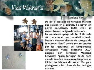 De las 8 especias de tortugas marinas
que existen en el mundo, 7 desovan en
playas mexicanas, todas ellas se
encuentran en peligro de extinción.
En las extensas playas de Tecolutla cada
año durante el mes de Abril a Junio
llegan a desovar cientos de tortugas de
la especie “lora” donde son rescatadas
por los rescatistas del campamento
Tortuguero “Vida Milenaria A.C.”
dirigido por Fernando Manzano
Cervantes “papa tortuga” desde hace
más de 40 años, desde muy temprano se
inician las labores de inspección para
protegerse a los nidos de las tortugas
marinas.
 