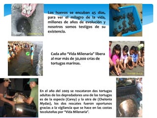 Los huevos se encuban 45 días,
para ver el milagro de la vida,
millones de años de evolución y
nosotros somos testigos de su
existencia.
Cada año “Vida Milenaria” libera
al mar más de 30,000 crías de
tortugas marinas.
En el año del 2009 se rescataron dos tortugas
adultas de los depredadores una de las tortugas
es de la especia (Carey) y la otra de (Chelonia
Mydas), los dos rescates fueron oportunos
gracias a la vigilancia que se hace en las costas
tecoluteñas por “Vida Milenaria”.
 
