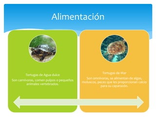 Tortugas de Agua dulce
Son carnívoras, comen pulpos o pequeños
animales vertebrados.
Tortugas de Mar
Son omnívoras, se alimentan de algas,
moluscos, peces que les proporcionan calcio
para su caparazón.
Alimentación
 