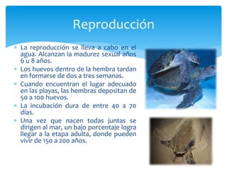  La reproducción se lleva a cabo en el
agua. Alcanzan la madurez sexual años
6 u 8 años.
 Los huevos dentro de la hembra tardan
en formarse de dos a tres semanas.
 Cuando encuentran el lugar adecuado
en las playas, las hembras depositan de
50 a 100 huevos.
 La incubación dura de entre 40 a 70
días.
 Una vez que nacen todas juntas se
dirigen al mar, un bajo porcentaje logra
llegar a la etapa adulta, donde pueden
vivir de 150 a 200 años.
Reproducción
 