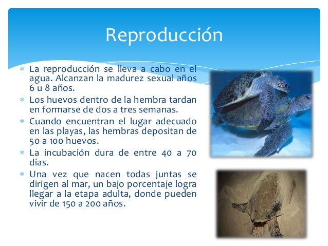 Informacion De Las Tortugas Para Niños De Primaria