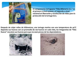 El campamento tortuguero “Vida Milenaria A.C.” es
el primero a nivel estatal y el segundo a nivel
nacional en liberación y recolección de nidos para la
protección de la tortuga lora.
Después de viajar miles de kilómetros, una tortuga marina con una temperatura de 40°C
deposita sus huevos con un promedio de 100 huevos en cada nido, los integrantes de “Vida
Nueva” rescatan sus huevos para que no sean presas de los depredadores.
 