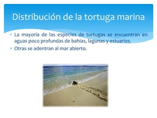  La mayoría de las especies de tortugas se encuentran en
aguas poco profundas de bahías, lagunas y estuarios.
 Otras se adentran al mar abierto.
Distribución de la tortuga marina
 