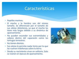  Reptiles marinos.
 El macho y la hembra son del mismo
tamaño. Se diferencian por el tamaño de
sus aletas delanteras, ya que el macho las
tiene más largas debido a su dinámica de
apareamiento.
 No pueden esconder sus extremidades y
cabeza dentro del caparazón como las
tortugas terrestres.
 No tienen dientes.
 Sus aletas le permite nadar lento por lo que
las vuelven indefensas sobre la tierra.
 Desde su nacimiento viven en solitario. Solo
se reúnen en épocas de apareamiento.
Características
 
