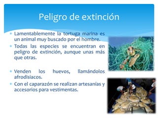  Lamentablemente la tortuga marina es
un animal muy buscado por el hombre.
 Todas las especies se encuentran en
peligro de extinción, aunque unas más
que otras.
 Venden los huevos, llamándolos
afrodisiacos.
 Con el caparazón se realizan artesanías y
accesorios para vestimentas.
Peligro de extinción
 