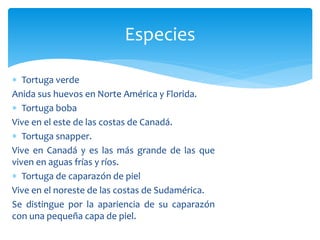  Tortuga verde
Anida sus huevos en Norte América y Florida.
 Tortuga boba
Vive en el este de las costas de Canadá.
 Tortuga snapper.
Vive en Canadá y es las más grande de las que
viven en aguas frías y ríos.
 Tortuga de caparazón de piel
Vive en el noreste de las costas de Sudamérica.
Se distingue por la apariencia de su caparazón
con una pequeña capa de piel.
Especies
 