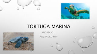 TORTUGA MARINA
ANDREA C.L.
ALEJANDRO H.P.
 