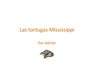 Las tortugas Mississippi

        Por Adrián
 