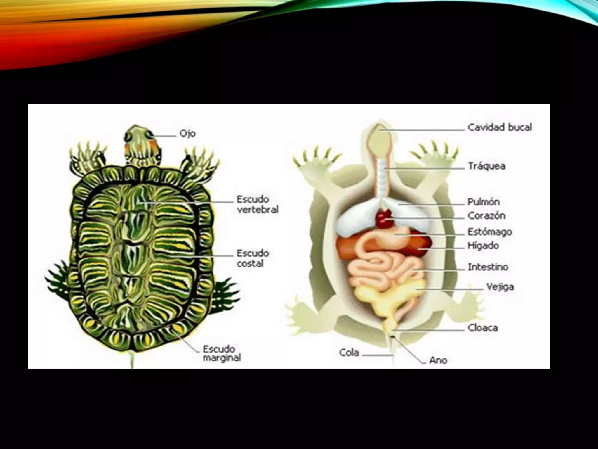 Como Es La Respiracion De La Tortuga