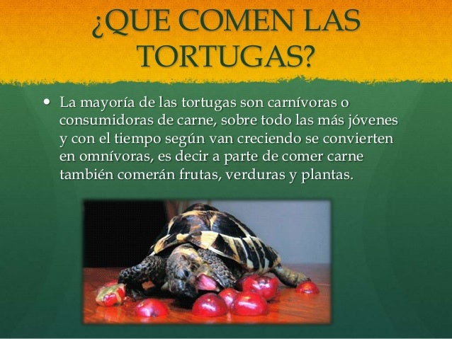 Tortugas