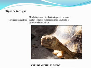CARLOS MICHEL FUMERO
Tipos de tortugas
Tortugas terrestres
Morfológicamente, las tortugas terrestres
suelen tener el caparazón más abultado y
duro que las marinas
 