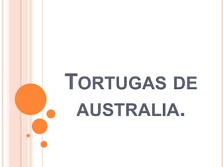 TORTUGAS DE
 AUSTRALIA.
 