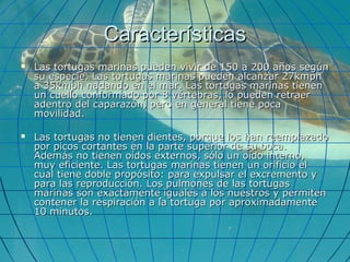 CaracterísticasCaracterísticas
 Las tortugas marinas pueden vivir de 150 a 200 años segúnLas tortugas marinas pueden vivir de 150 a 200 años según
su especie. Las tortugas marinas pueden alcanzar 27kmphsu especie. Las tortugas marinas pueden alcanzar 27kmph
a 35kmph nadando en el mar. Las tortugas marinas tienena 35kmph nadando en el mar. Las tortugas marinas tienen
un cuello conformado por 8 vértebras, lo pueden retraerun cuello conformado por 8 vértebras, lo pueden retraer
adentro del caparazón, pero en general tiene pocaadentro del caparazón, pero en general tiene poca
movilidad.movilidad.
 Las tortugas no tienen dientes, porque los han reemplazadoLas tortugas no tienen dientes, porque los han reemplazado
por picos cortantes en la parte superior de su boca.por picos cortantes en la parte superior de su boca.
Además no tienen oídos externos, sólo un oído interno,Además no tienen oídos externos, sólo un oído interno,
muy eficiente. Las tortugas marinas tienen un orificio elmuy eficiente. Las tortugas marinas tienen un orificio el
cual tiene doble propósito: para expulsar el excremento ycual tiene doble propósito: para expulsar el excremento y
para las reproducción. Los pulmones de las tortugaspara las reproducción. Los pulmones de las tortugas
marinas son exactamente iguales a los nuestros y permitenmarinas son exactamente iguales a los nuestros y permiten
contener la respiración a la tortuga por aproximadamentecontener la respiración a la tortuga por aproximadamente
10 minutos.10 minutos.
 