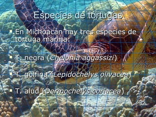 Especies de tortugasEspecies de tortugas
 En Michoacán hay tres especies deEn Michoacán hay tres especies de
tortuga marina:tortuga marina:
 T. negra (T. negra (Chelonia aggassiziChelonia aggassizi))
 T. golfina (T. golfina (Lepidochelys olivaceaLepidochelys olivacea))
 T. alud (T. alud (Dermochelys coriaceaDermochelys coriacea))
 
