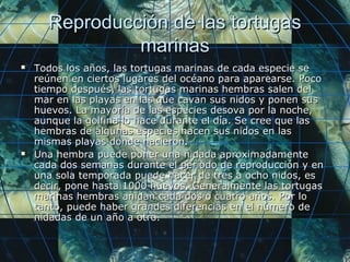 Reproducción de las tortugasReproducción de las tortugas
marinasmarinas
 Todos los años, las tortugas marinas de cada especie seTodos los años, las tortugas marinas de cada especie se
reúnen en ciertos lugares del océano para aparearse. Pocoreúnen en ciertos lugares del océano para aparearse. Poco
tiempo después, las tortugas marinas hembras salen deltiempo después, las tortugas marinas hembras salen del
mar en las playas en las que cavan sus nidos y ponen susmar en las playas en las que cavan sus nidos y ponen sus
huevos. La mayoría de las especies desova por la noche,huevos. La mayoría de las especies desova por la noche,
aunque la golfina lo hace durante el día. Se cree que lasaunque la golfina lo hace durante el día. Se cree que las
hembras de algunas especies hacen sus nidos en lashembras de algunas especies hacen sus nidos en las
mismas playas donde nacieron.mismas playas donde nacieron.
 Una hembra puede poner una nidada aproximadamenteUna hembra puede poner una nidada aproximadamente
cada dos semanas durante el período de reproducción y encada dos semanas durante el período de reproducción y en
una sola temporada puede hacer de tres a ocho nidos, esuna sola temporada puede hacer de tres a ocho nidos, es
decir, pone hasta 1000 huevos. Generalmente las tortugasdecir, pone hasta 1000 huevos. Generalmente las tortugas
marinas hembras anidan cada dos o cuatro años. Por lomarinas hembras anidan cada dos o cuatro años. Por lo
tanto, puede haber grandes diferencias en el número detanto, puede haber grandes diferencias en el número de
nidadas de un año a otro.nidadas de un año a otro.
 