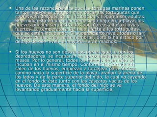  Una de las razones por las que las tortugas marinas ponenUna de las razones por las que las tortugas marinas ponen
tantos huevos es que son muy pocas las tortuguitas quetantos huevos es que son muy pocas las tortuguitas que
sobreviven después de la incubación y llegan a ser adultas.sobreviven después de la incubación y llegan a ser adultas.
Si el nido está en un lugar demasiado bajo en la playa, losSi el nido está en un lugar demasiado bajo en la playa, los
huevos pueden ser destruidos por mareas altas o lluviashuevos pueden ser destruidos por mareas altas o lluvias
fuertes. La temperatura del nido afecta a las tortuguitasfuertes. La temperatura del nido afecta a las tortuguitas
que se están incubando. Si supera cierto nivel, todas o laque se están incubando. Si supera cierto nivel, todas o la
mayoría de las crías serán hembras, pero si ha estado pormayoría de las crías serán hembras, pero si ha estado por
debajo de ese nivel, la mayoría serán machos.debajo de ese nivel, la mayoría serán machos.
 Si los huevos no son destruidos por el agua, o por losSi los huevos no son destruidos por el agua, o por los
depredadores, se incabarán en aproximadamente dosdepredadores, se incabarán en aproximadamente dos
meses. Por lo general, todos los huevos de un nido semeses. Por lo general, todos los huevos de un nido se
incuban en el mismo tiempo. Conforme las tortuguitasincuban en el mismo tiempo. Conforme las tortuguitas
salen de los huevos, empiezan a forcejear para abrirsesalen de los huevos, empiezan a forcejear para abrirse
camino hacia la superficie de la playa; arañan la arena decamino hacia la superficie de la playa; arañan la arena de
los lados y de la parte superior del nido, la cual va cayendolos lados y de la parte superior del nido, la cual va cayendo
en el fondo de éste junto con las cáscaras vacías de losen el fondo de éste junto con las cáscaras vacías de los
huevos. De esta manera, el fondo del nido se vahuevos. De esta manera, el fondo del nido se va
levantando gradualmente hacia la superficie.levantando gradualmente hacia la superficie.
 