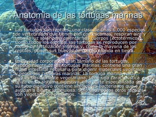 Anatomía de las tortugas marinasAnatomía de las tortugas marinas
 Las tortugas son reptiles, una clase de unas 6,000 especiesLas tortugas son reptiles, una clase de unas 6,000 especies
de vertebrados que tienen piel con escamas, respiran aire yde vertebrados que tienen piel con escamas, respiran aire y
usan la luz solar para calentar sus cuerpos (ectotérmicos).usan la luz solar para calentar sus cuerpos (ectotérmicos).
Como todos los reptiles, las tortugas se reproducen porComo todos los reptiles, las tortugas se reproducen por
medio de fertilización interna y, como la mayoría de losmedio de fertilización interna y, como la mayoría de los
reptiles, ponen sus huevos de concha blanda en tierra.reptiles, ponen sus huevos de concha blanda en tierra.
 La cavidad corporal de gran tamaño de las tortugas,La cavidad corporal de gran tamaño de las tortugas,
especialmente de las tortugas marinas, contiene una granespecialmente de las tortugas marinas, contiene una gran
masa intestinal necesaria para digerir materiales vegetalesmasa intestinal necesaria para digerir materiales vegetales
y pequeñas criaturas marinas. La tortuga marina verde,y pequeñas criaturas marinas. La tortuga marina verde,
que es básicamente vegetariana, tiene una característicaque es básicamente vegetariana, tiene una característica
única en su sistema digestivo. Una parte especializada deúnica en su sistema digestivo. Una parte especializada de
su tubo digestivo contiene simbiontes bacterianos quesu tubo digestivo contiene simbiontes bacterianos que
ayudan a digerir la celulosa. Sólo unos pocos otros reptilesayudan a digerir la celulosa. Sólo unos pocos otros reptiles
son vegetarianos primarios.son vegetarianos primarios.
 