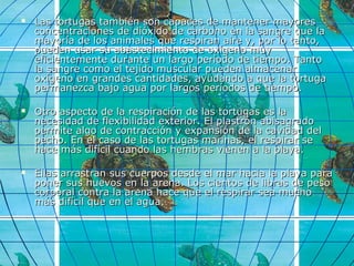  Las tortugas también son capaces de mantener mayoresLas tortugas también son capaces de mantener mayores
concentraciones de dióxido de carbono en la sangre que laconcentraciones de dióxido de carbono en la sangre que la
mayoría de los animales que respiran aire y, por lo tanto,mayoría de los animales que respiran aire y, por lo tanto,
pueden usar su abastecimiento de oxígeno muypueden usar su abastecimiento de oxígeno muy
eficientemente durante un largo período de tiempo. Tantoeficientemente durante un largo período de tiempo. Tanto
la sangre como el tejido muscular pueden almacenarla sangre como el tejido muscular pueden almacenar
oxígeno en grandes cantidades, ayudando a que la tortugaoxígeno en grandes cantidades, ayudando a que la tortuga
permanezca bajo agua por largos períodos de tiempo.permanezca bajo agua por largos períodos de tiempo.
 Otro aspecto de la respiración de las tortugas es laOtro aspecto de la respiración de las tortugas es la
necesidad de flexibilidad exterior. El plastrón abisagradonecesidad de flexibilidad exterior. El plastrón abisagrado
permite algo de contracción y expansión de la cavidad delpermite algo de contracción y expansión de la cavidad del
pecho. En el caso de las tortugas marinas, el respirar sepecho. En el caso de las tortugas marinas, el respirar se
hace más difícil cuando las hembras vienen a la playa.hace más difícil cuando las hembras vienen a la playa.
 Ellas arrastran sus cuerpos desde el mar hacia la playa paraEllas arrastran sus cuerpos desde el mar hacia la playa para
poner sus huevos en la arena. Los cientos de libras de pesoponer sus huevos en la arena. Los cientos de libras de peso
corporal contra la arena hace que el respirar sea muchocorporal contra la arena hace que el respirar sea mucho
más difícil que en el agua.más difícil que en el agua.
 