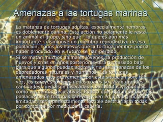 Amenazas a las tortugas marinasAmenazas a las tortugas marinas
 La matanza de tortugas adultas, especialmente hembras,La matanza de tortugas adultas, especialmente hembras,
es doblemente dañina. Esta acción no solamente le restaes doblemente dañina. Esta acción no solamente le resta
un animal al grupo, sino que - lo que es aún másun animal al grupo, sino que - lo que es aún más
importante - disminuye un miembro reproductivo de esaimportante - disminuye un miembro reproductivo de esa
población. Todos los huevos que la tortuga hembra podríapoblación. Todos los huevos que la tortuga hembra podría
haber producido en el futuro se han perdido.haber producido en el futuro se han perdido.
 Si se matan muchos animales jóvenes, la producción deSi se matan muchos animales jóvenes, la producción de
huevos y crías en años posteriores será demasiado bajahuevos y crías en años posteriores será demasiado baja
para que algunos puedan sobrevivir a las amenazas de lospara que algunos puedan sobrevivir a las amenazas de los
depredadores naturales y humanos. Las tortugasdepredadores naturales y humanos. Las tortugas
amenazadas más gravemente por esta situación son, talamenazadas más gravemente por esta situación son, tal
vez, las careyes jóvenes de las cuales se cazan grandesvez, las careyes jóvenes de las cuales se cazan grandes
cantidades, luego son disecadas y barnizadas y vendidascantidades, luego son disecadas y barnizadas y vendidas
como elementos decorativos. Puesto que, según parece, lascomo elementos decorativos. Puesto que, según parece, las
poblaciones de tortugas careyes viven en áreas geográficaspoblaciones de tortugas careyes viven en áreas geográficas
limitadas, sería perfectamente factible destruirlas a todaslimitadas, sería perfectamente factible destruirlas a todas
por completo por medio de la cacería.por completo por medio de la cacería.
 