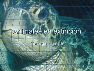Animales en extinciónAnimales en extinción
Tortuga marinaTortuga marina
 