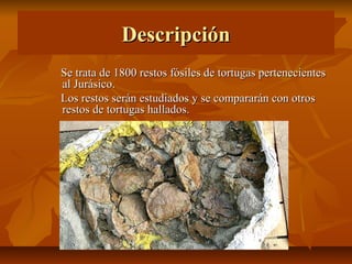 Descripción
Se trata de 1800 restos fósiles de tortugas pertenecientes
al Jurásico.
Los restos serán estudiados y se compararán con otros
restos de tortugas hallados.
 