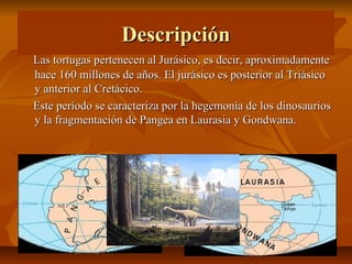 Descripción
Las tortugas pertenecen al Jurásico, es decir, aproximadamente
hace 160 millones de años. El jurásico es posterior al Triásico
y anterior al Cretácico.
Este período se caracteriza por la hegemonía de los dinosaurios
y la fragmentación de Pangea en Laurasia y Gondwana.
 